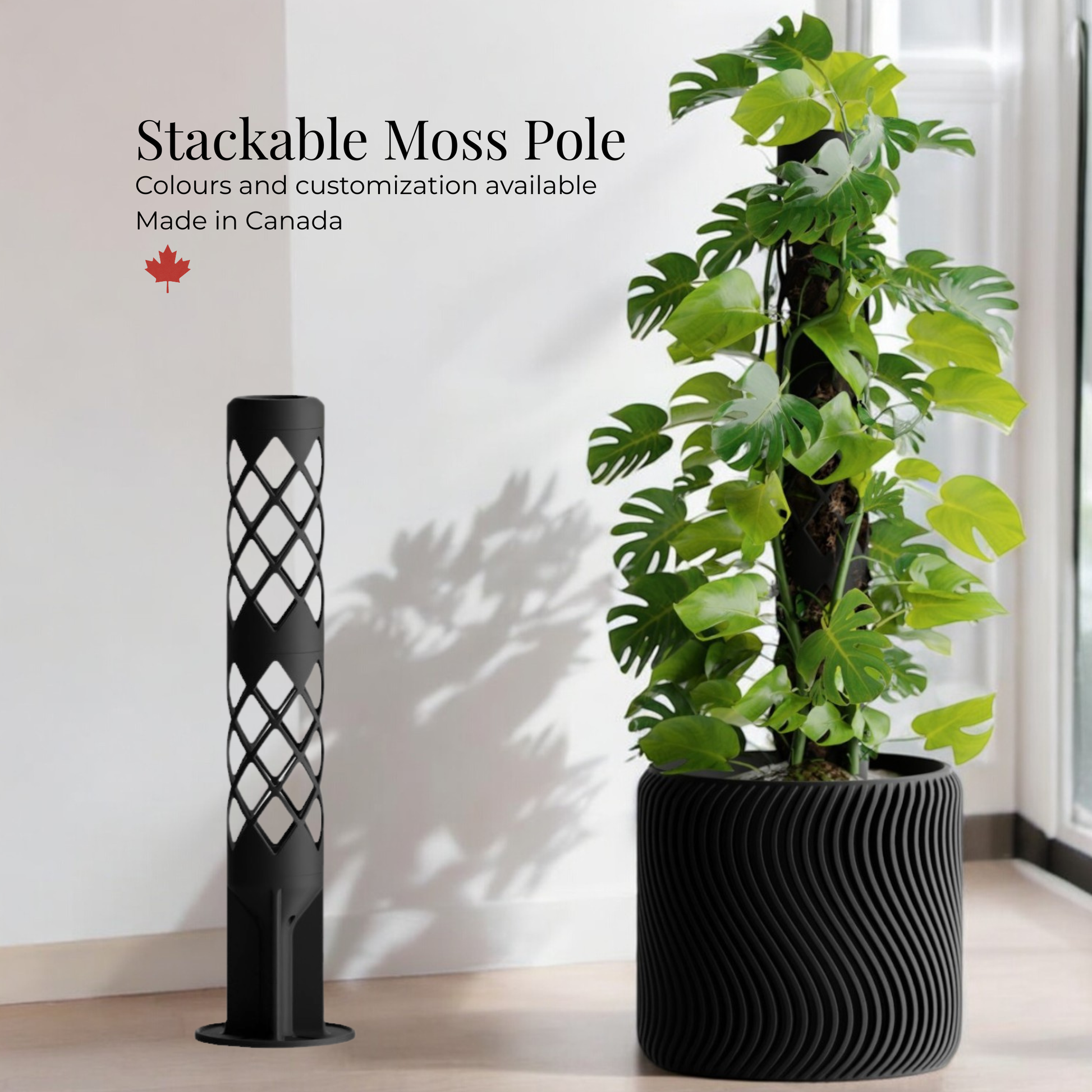 Verdura moss pole supporting a Monstera