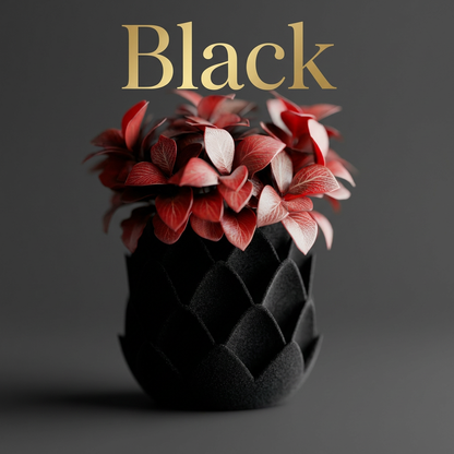 Phyllara - Black colour variant